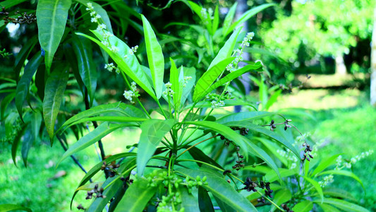 吴茱萸Evodiasuaveolensscheff或该花园中的zodia植物背景
