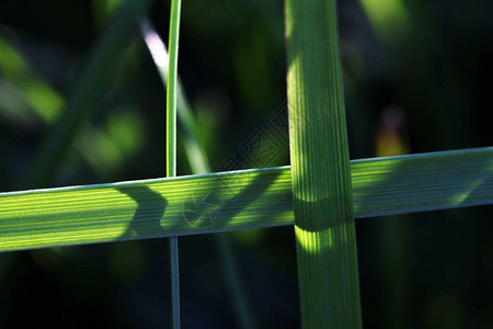 交叉的草两片草叶相互交叉图片
