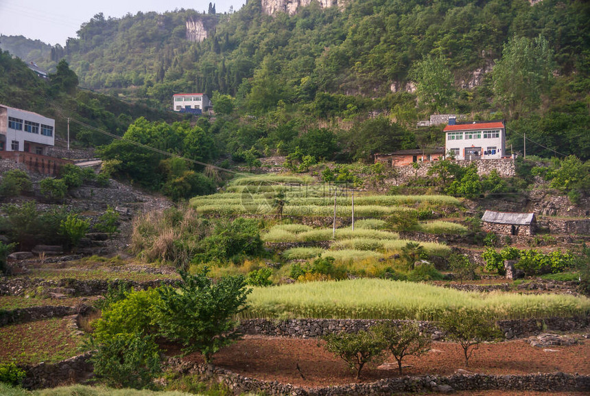 淡绿色的年轻稻田在绿色覆盖的山侧的梯田与棕色悬崖洒满红色屋图片