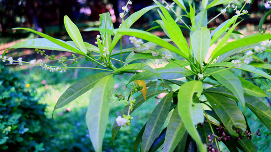 吴茱萸Evodiasuaveolensscheff或该花园中的zodia植物背景