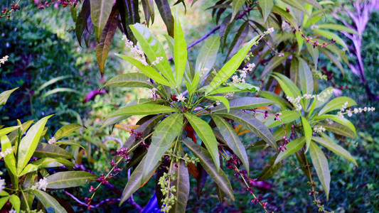 吴茱萸Evodiasuaveolensscheff或该花园中的zodia植物背景