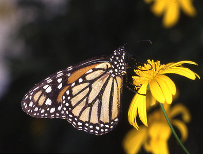 叶子上的热带帝王蝶背景图片