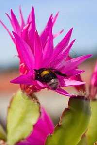 复活节仙人掌花中的大黄蜂一只大黄蜂为仙人掌花授粉即使在寒冷的天气里图片