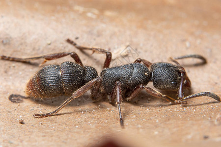 棕色叶子上的宏观黑蚂蚁背景图片