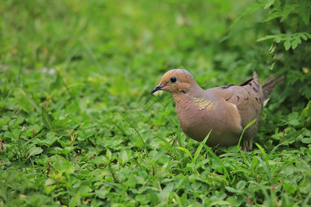 草地中的翡翠斑点鸽子来自非洲的奇特多图片