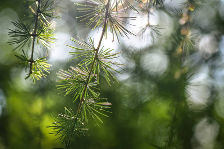 风景叫绿花环图片