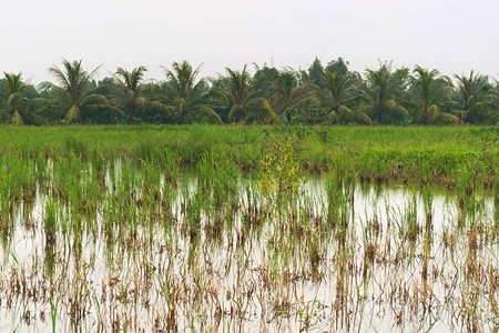 越南农村地区沼泽地充斥着湄公河的图片
