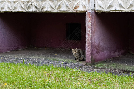 灰色害怕的虎斑猫坐在草地上的角落图片