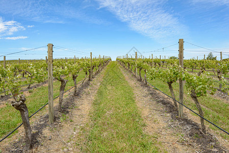 澳大利亚Vistoria一个葡萄园中的葡萄藤高清图片