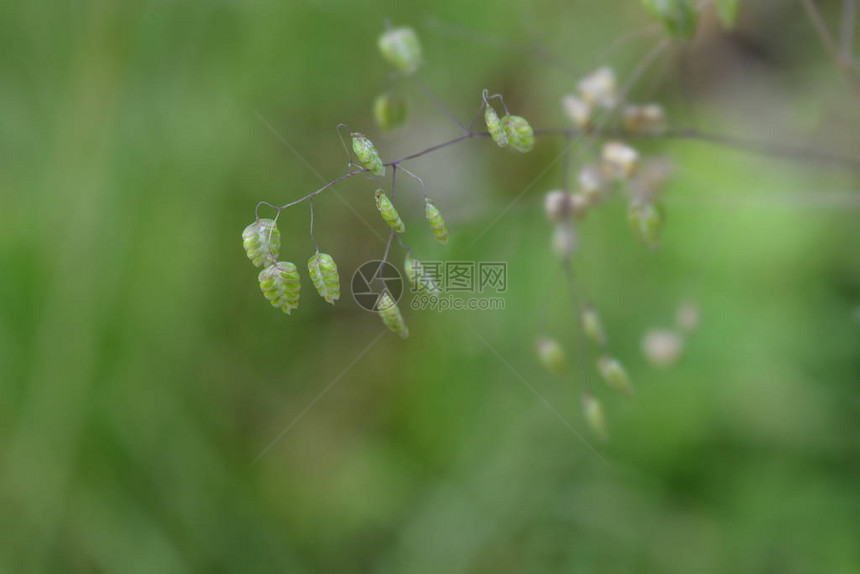 常见的颤草拉丁名称Briza图片