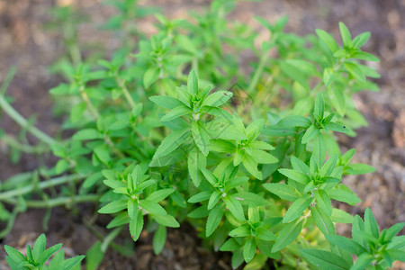 草本植物图片