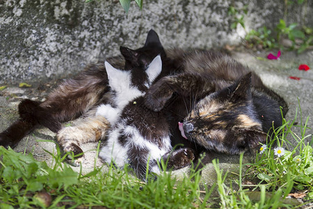 一只母猫在农舍里母乳喂养她的小猫图片