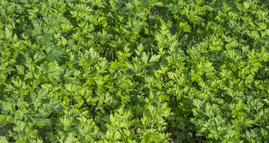 花园里正种植的欧斯理岛的图片