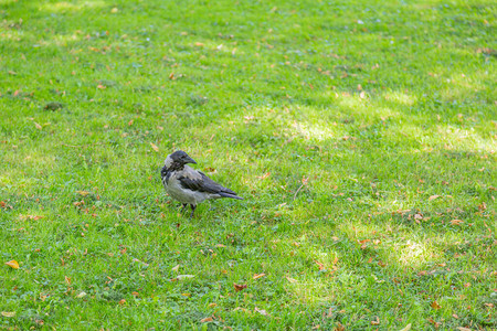 公园绿色秋季草坪上的灰黑色乌鸦图片
