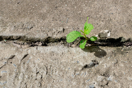 破碎街道上生长的树木植物和生态图片