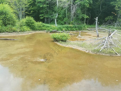 湿地水与泥龟图片