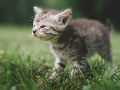 小猫在花园的第一步图片