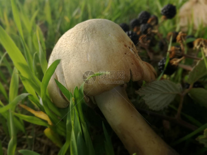 一个蘑菇到草的庇护在植物上发光西班牙的野生秋季蘑菇由内而外的自然在背景中的野生黑莓图片