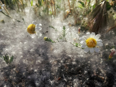 雏菊的花瓣在花粉浓度高的地方显得格外醒目高清图片