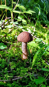 一只美丽的Leccinum蘑菇棕色帽和白色的干草在阳光下用黑点图片