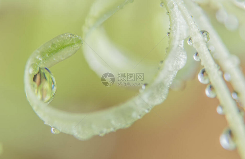 植物上的背景宏观水滴图片