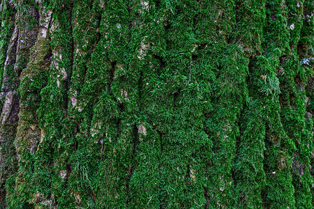 树木干底部绿色苔图片