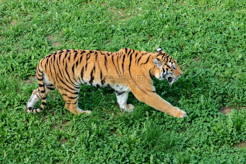 绿色草地上的惊人老虎图片