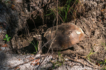 一只乌龟或乌龟在地下挖掘产卵图片