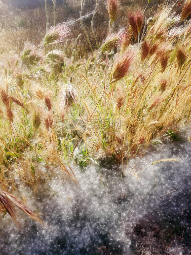 花粉浓度高的地区的草图片