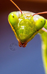螳螂昆虫详细的肖像和野生动物图片