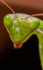 螳螂昆虫详细的肖像和野生动物图片