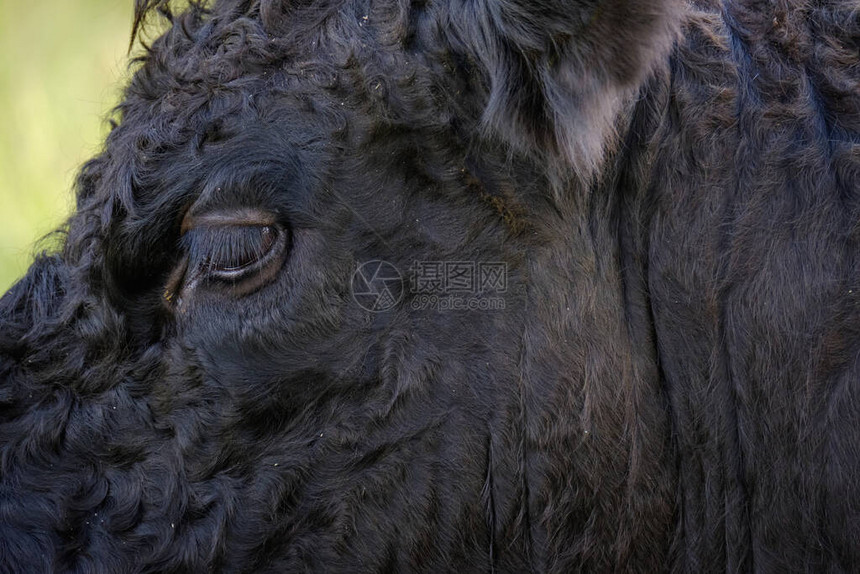 一头黑色高地牛头的一部分的特写镜头在非常高草的图片