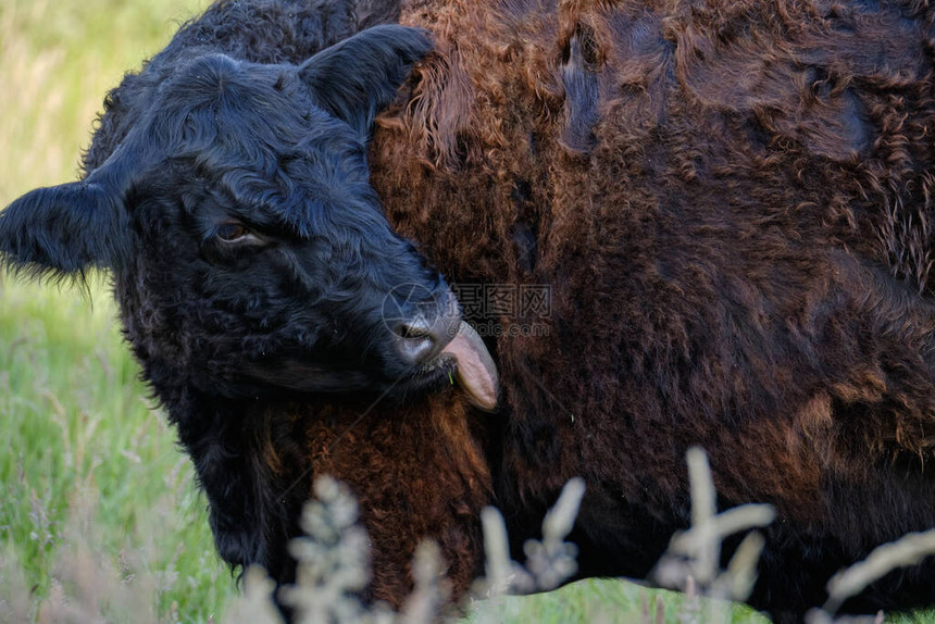 一头黑色高地母牛的特写镜头母牛在高的草丛中舔舐她的身侧牛有不同的颜色图片