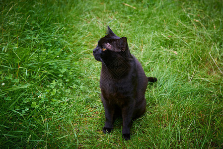 绿草地上的黑猫图片