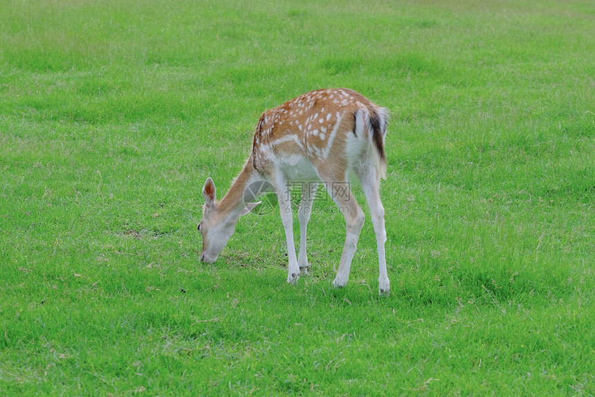 小鹿在农场的草地上图片