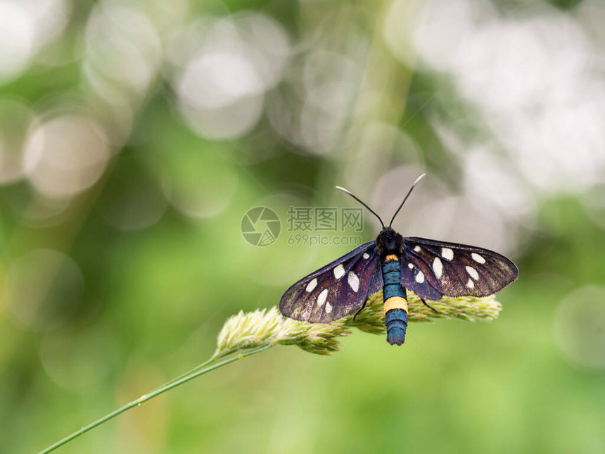 坐在草叶上的九位斑点飞蛾或黄带刺Amatap图片