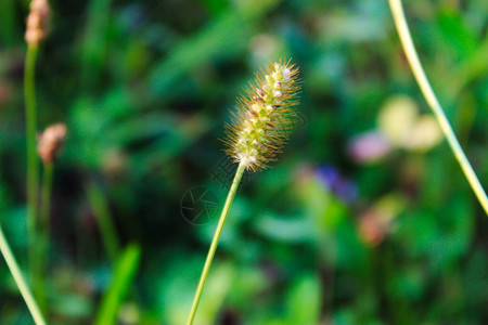 圆锥圆柱形本底模糊的黄狐尾草种背景