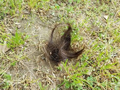 在绿草或坪上剪下棕色的头发背景图片
