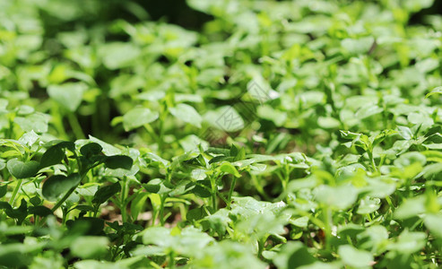 草地史塔利雅媒体的绿色背景夏日图片