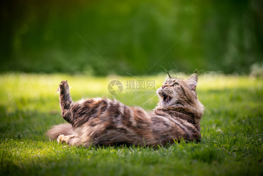 顽皮的缅因浣熊猫躺在草地上张开嘴图片