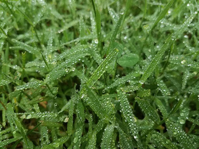 绿草或坪雨或露水滴图片