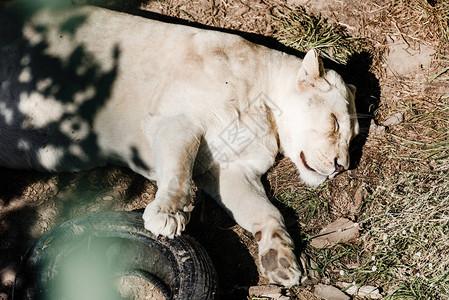 毛茸的母狮睡在外面的汽车轮胎附近图片
