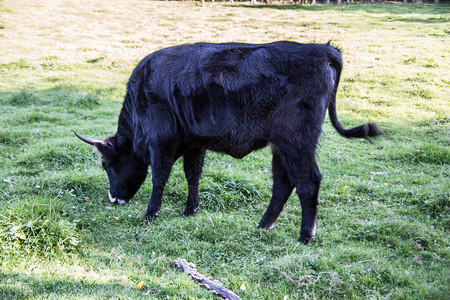 牧中的黑牛图片