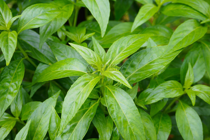 泰国新鲜草药有机植物留下安德图片