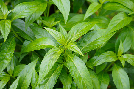 泰国新鲜草药有机植物留下安德背景图片