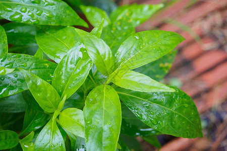 泰国新鲜草药有机植物留下安德背景图片