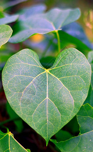 Tinosporacolifolia或心脏叶的月籽植图片