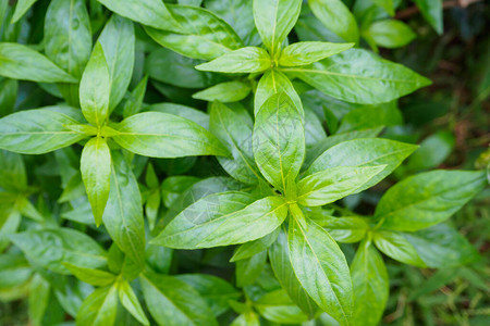 泰国新鲜草药有机植物留下安德图片