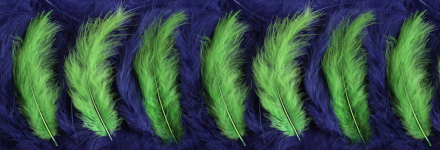 浅绿色羽毛躺在海军蓝羽的背景上从上面查看Banne背景图片