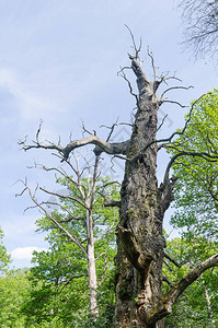 在瑞典自然保护区的死老橡树HalltorpsOlan图片